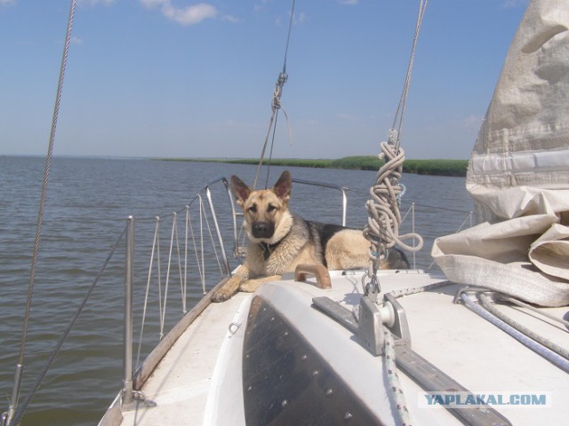 Практическое руководство по уборке за домашними собаками в уличных условиях.