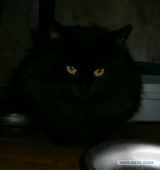 Котовторник  13.02.2018