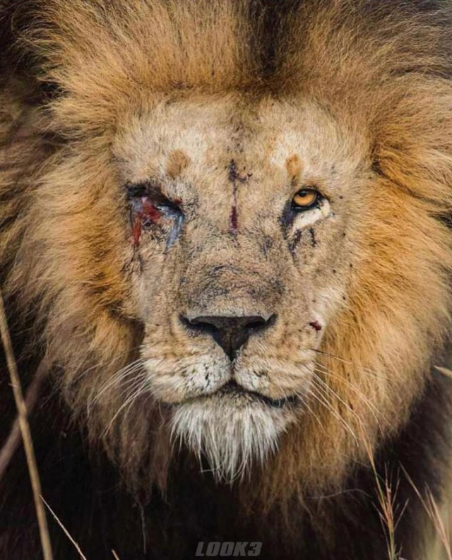 Живность из сети