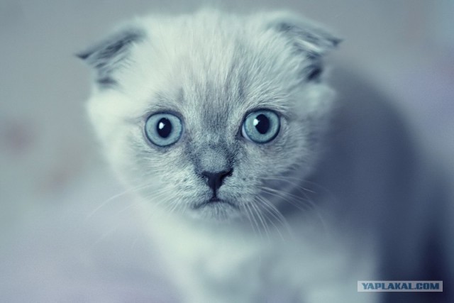 Котовторник на ЯПлакалъ