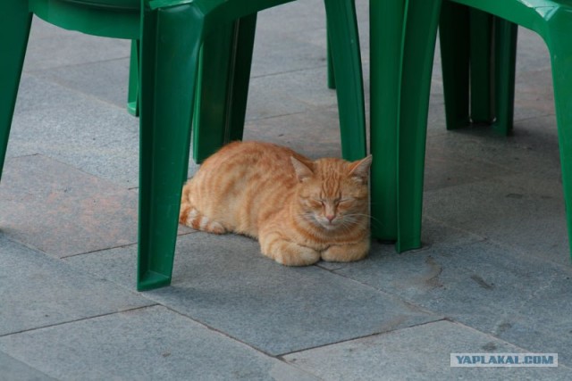 Котовторник - С праздником, котоводы!