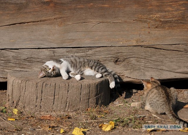 Десантный котовторник
