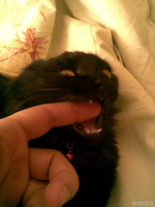Котовторник! 08.11.11