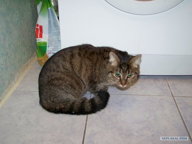 Котовторник 13.12.11 - магическе числа