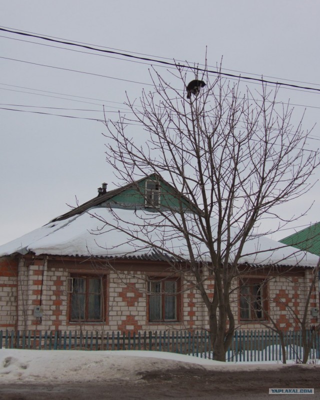 Котовторник 20.03.2012