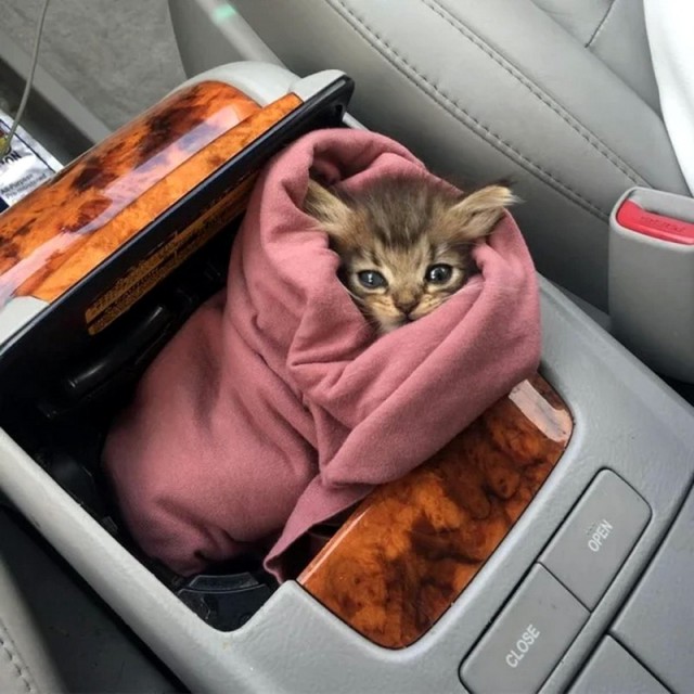 Прикольных котов пост