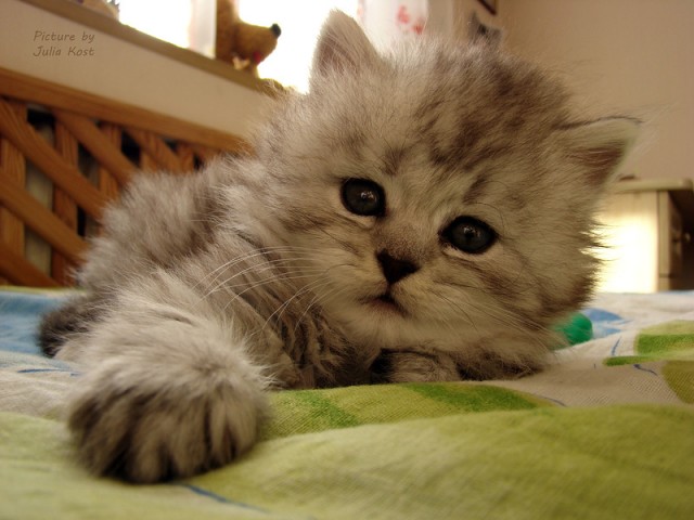 Котовторник 1 мая 2012