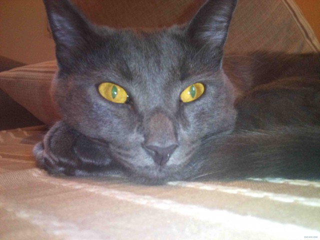 Котовторник на 26.06.12