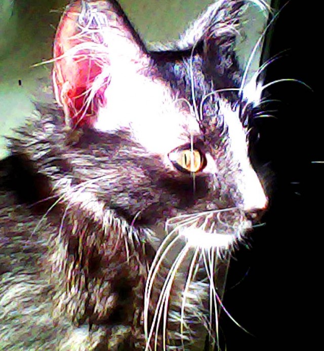 Котовторник 11.09.2012