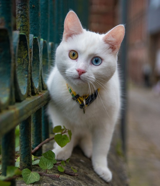 Прикольных котов пост