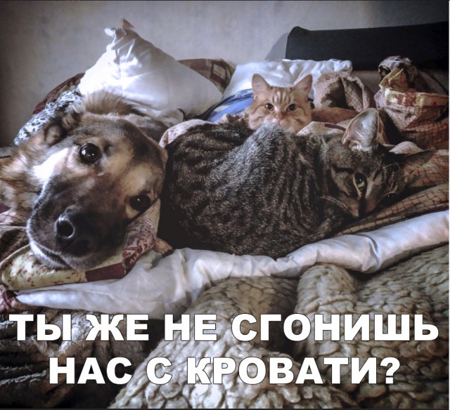 Живность из сети