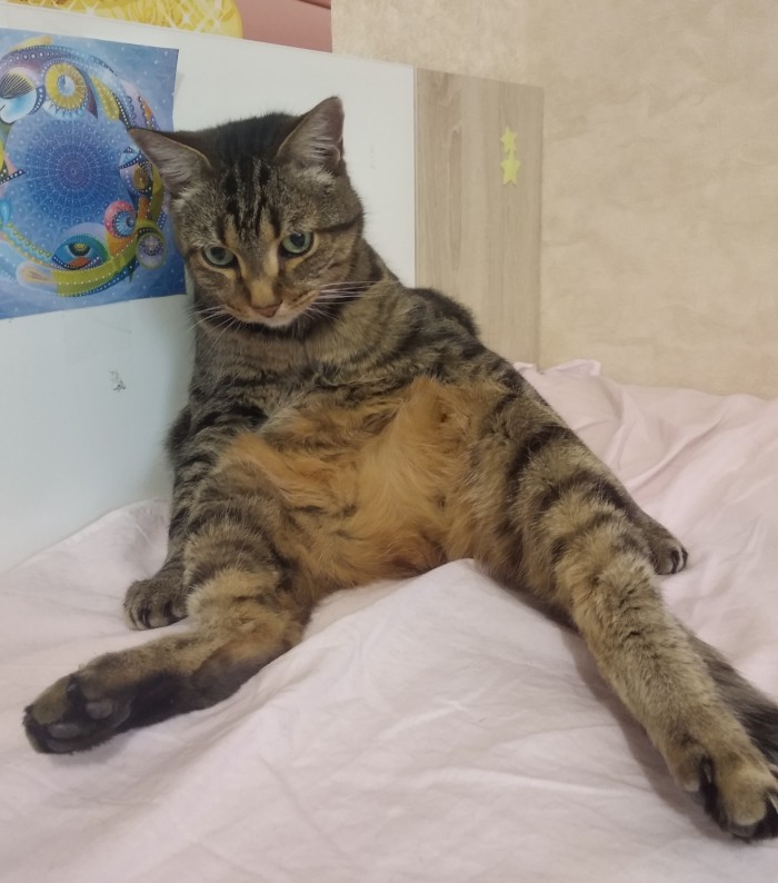 Картинки с котами и про котов