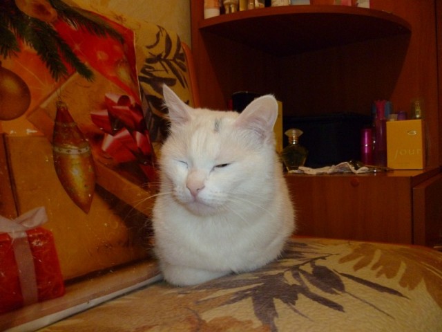 Забавные фото котеек