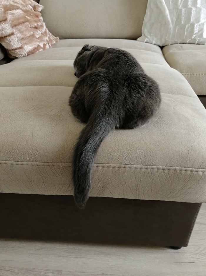 ЯП в кошках