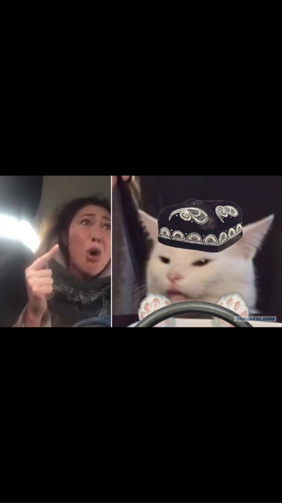 Котовторнику посвящается