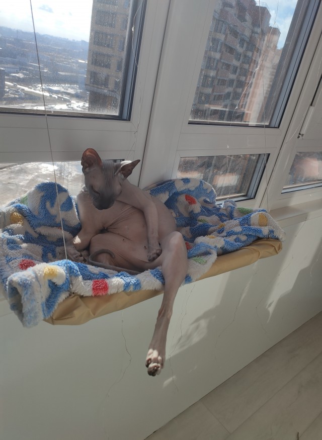 Давайте по котикам, которые с нами на самоизоляции