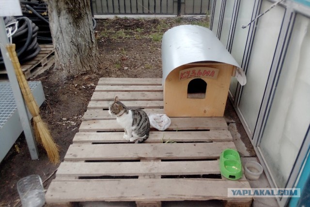 Котовторник