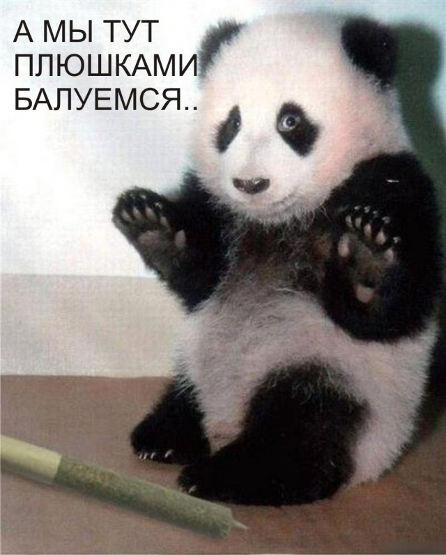 Фотожаба: Панда спалился!