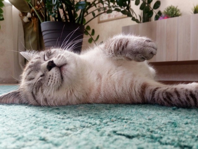 Котовторник