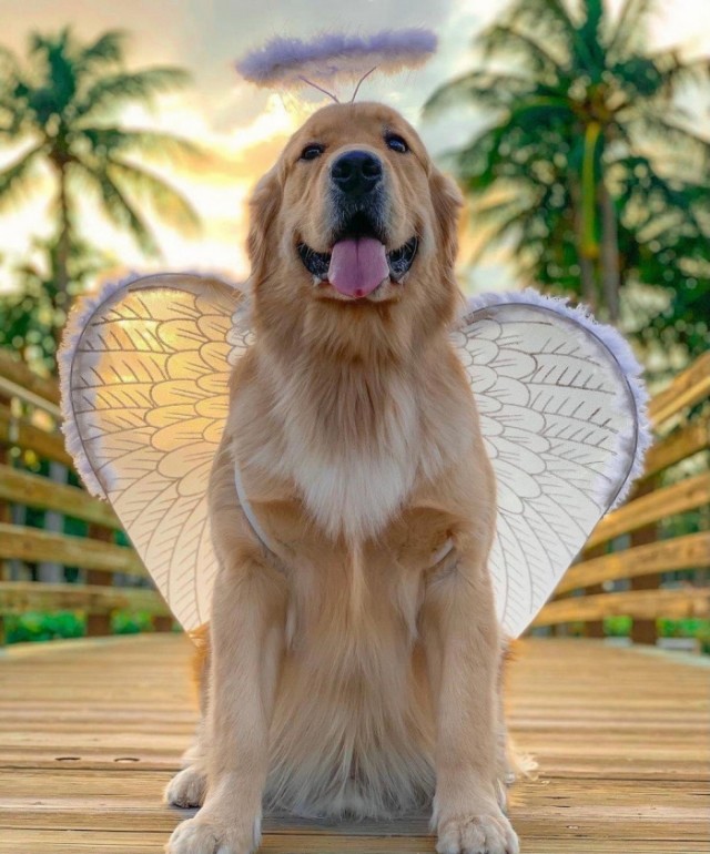 Подборка забавной живности