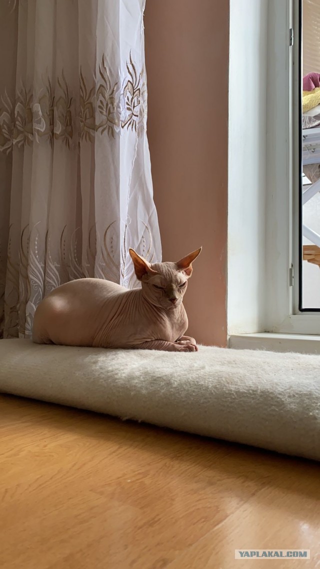 Котовторник же уже наступил?