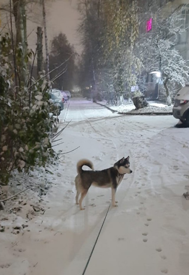 Породы собак, которые так похожи друг на друга