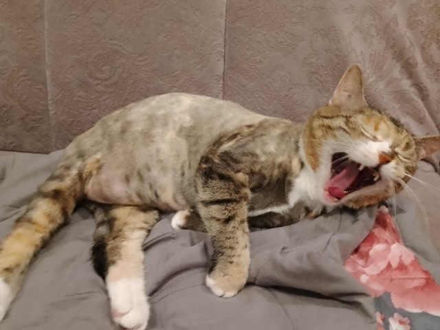 Котовторник