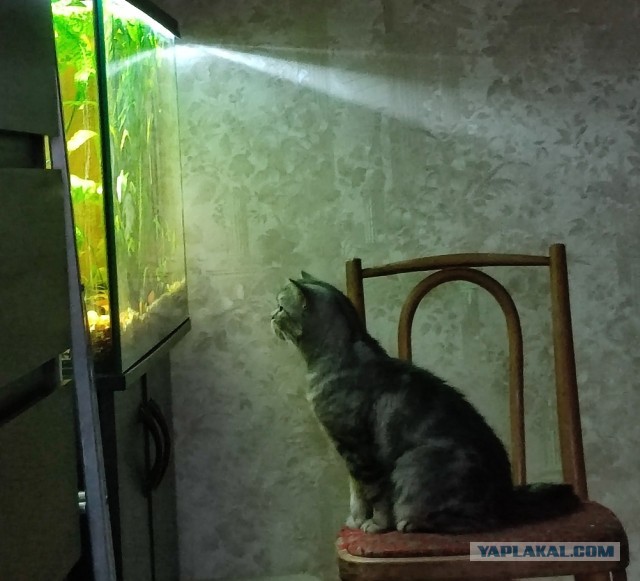 А ваши котейки че счас делают?
