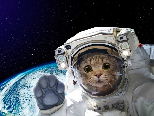 С праздником и котофторником!