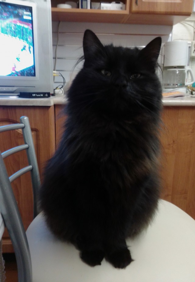 С праздником и котофторником!