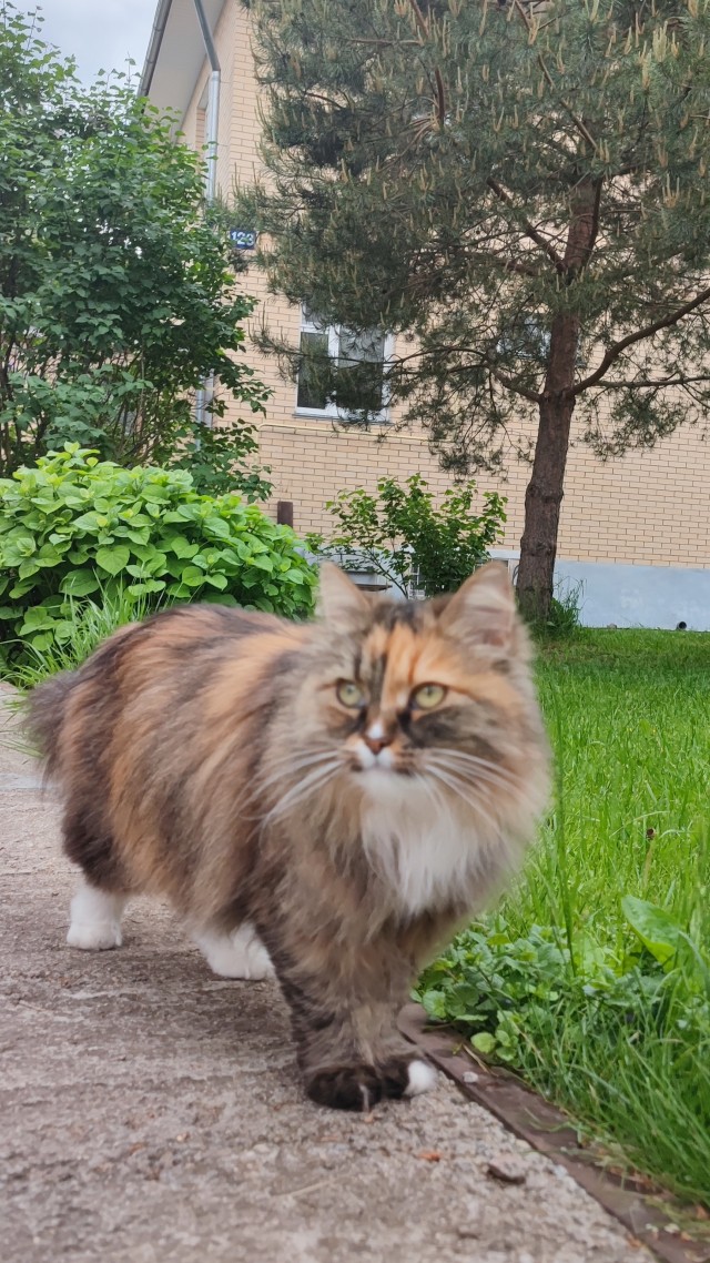 Лето и коты