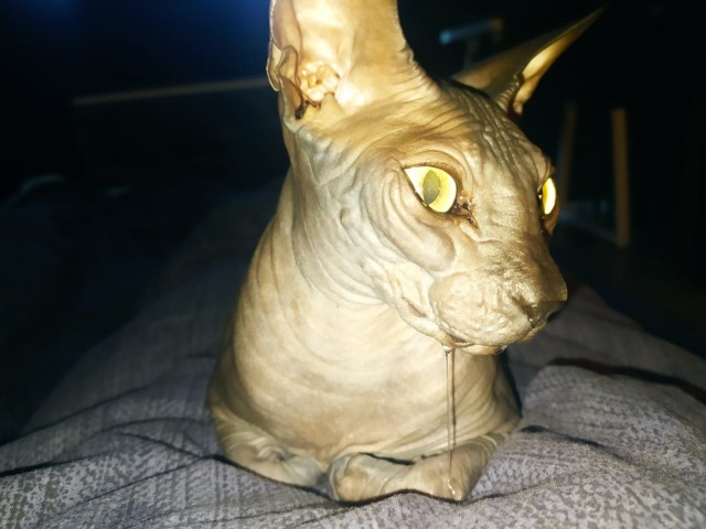 Котовторник 19.07.22