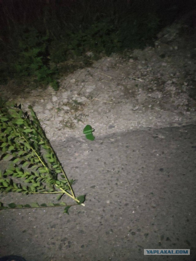 Донецк опять обсыпали лепестками