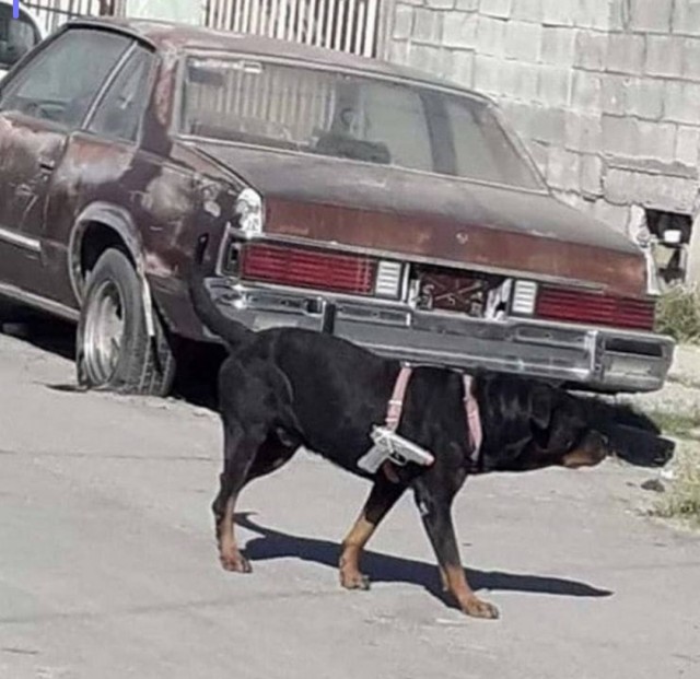 Подборка сумасшедших помесей собак