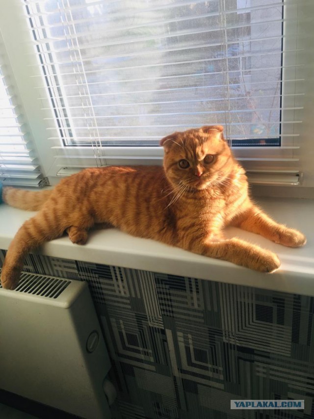 С Котовторником вас! Зовут Чеса!
