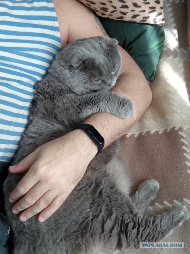 А как вы спите с котиком?