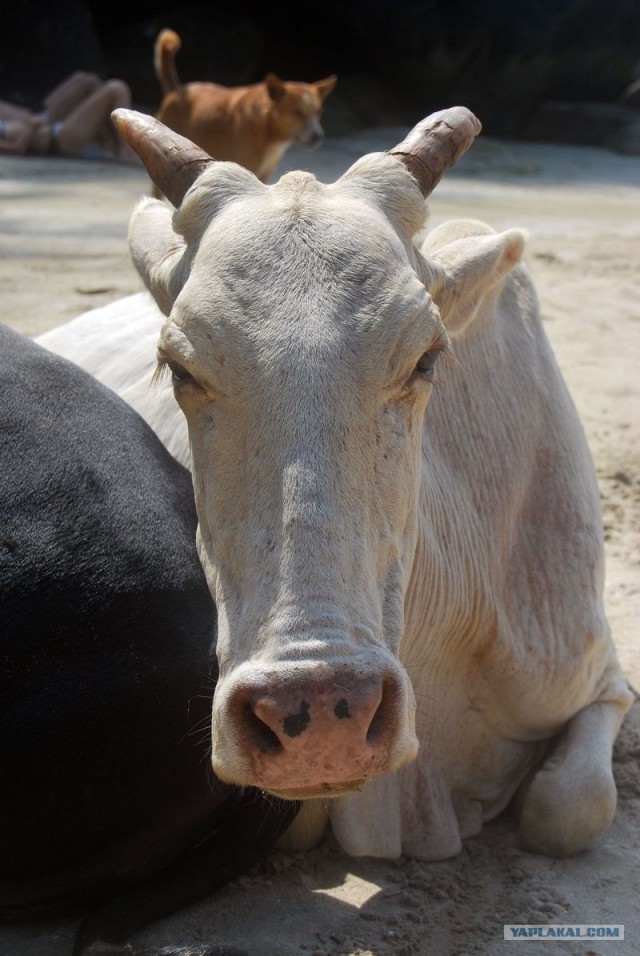 ГоА свои впечатления