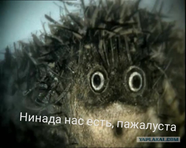 Каспер\Сиськи