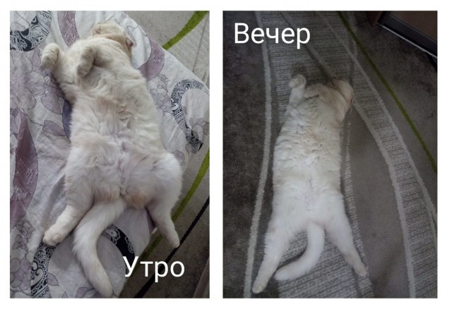 Сегодня всемирный день кошек!
