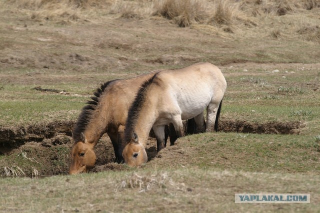 В Монголию на мотоциклах 2006