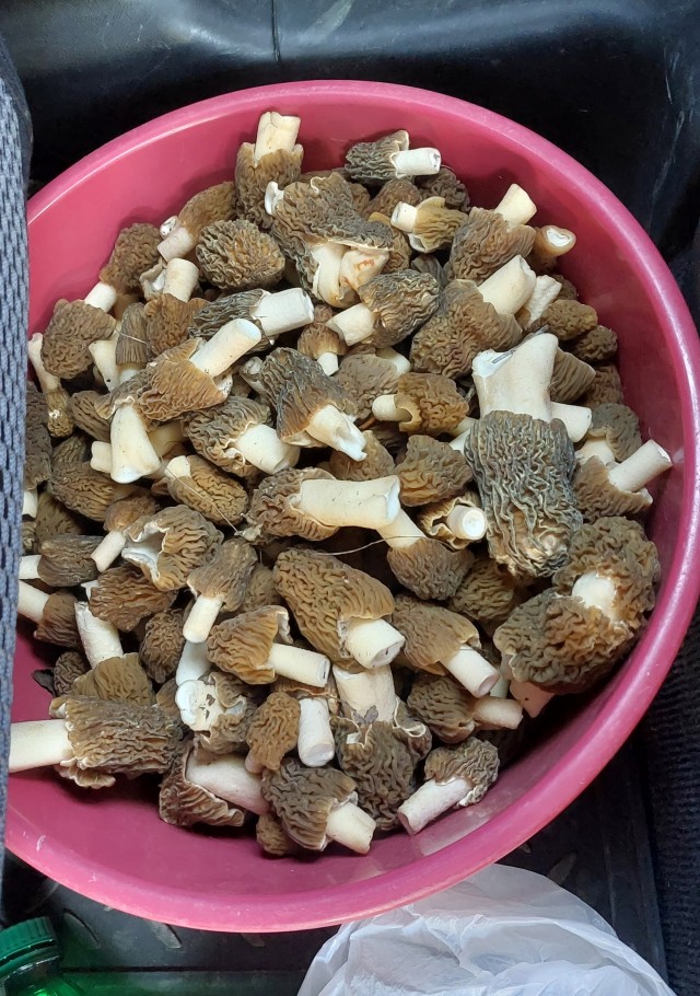 Строчки