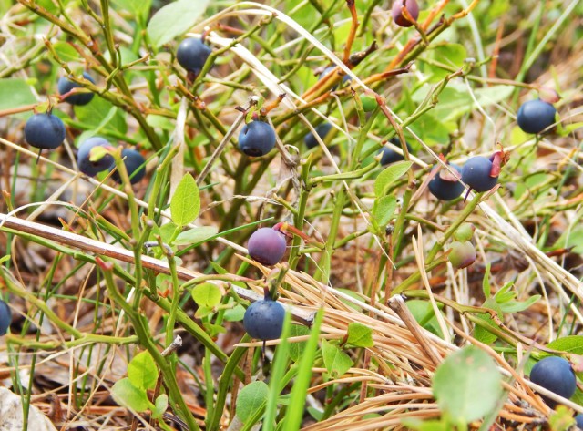 Природа Южного Урала