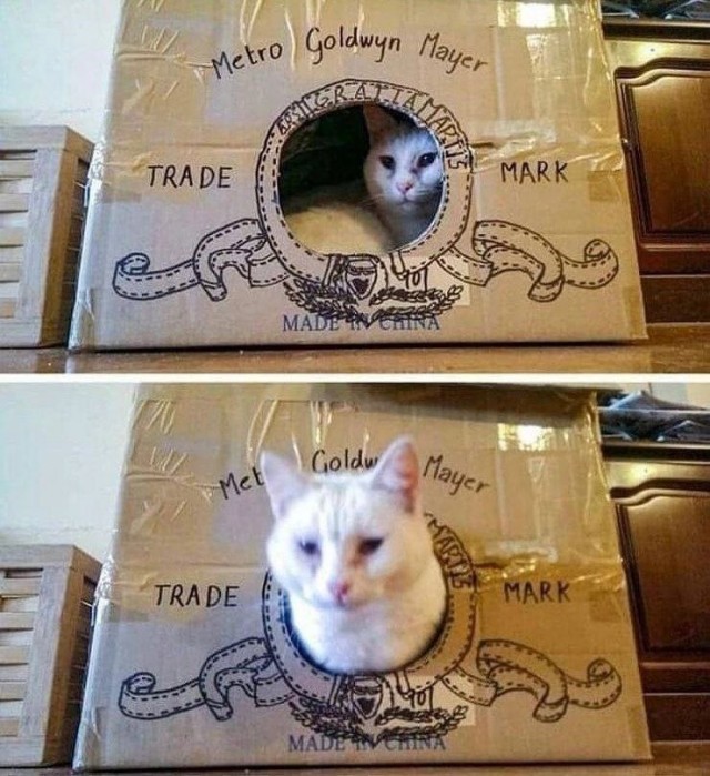 Ловушки для котов