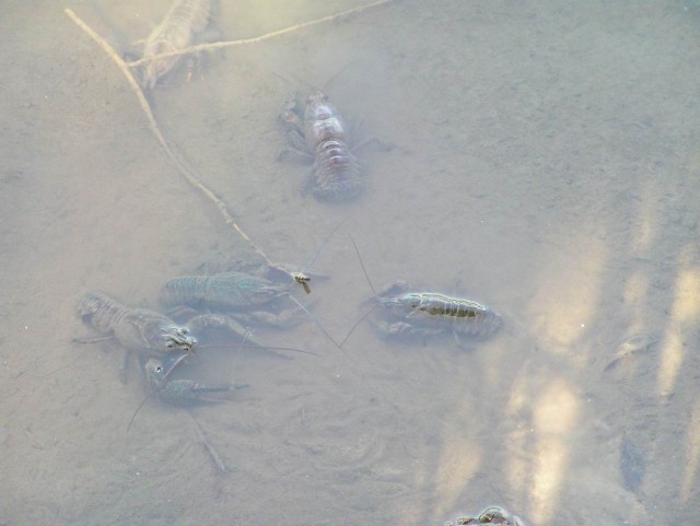 Сплав. Южный Буг.