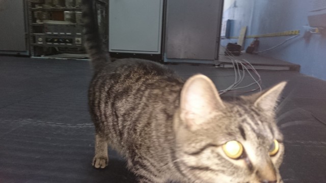 Коты на производстве