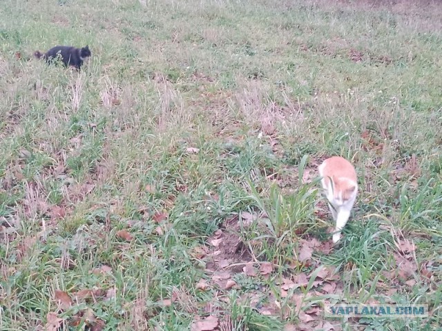 Жизнь домашнего приюта для котеек 470