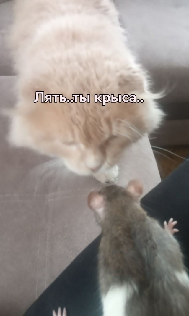 Веселая ферма: Марго. Крыса натуральная