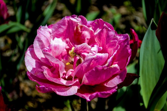 Тюльпаны Никитского ботанического сада