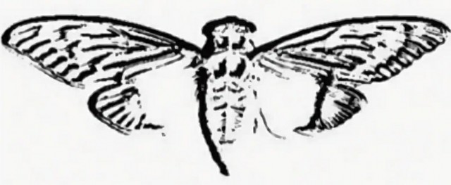 В мае из-под земли впервые за 230 лет выползет триллион насекомых. Чем это опасно?