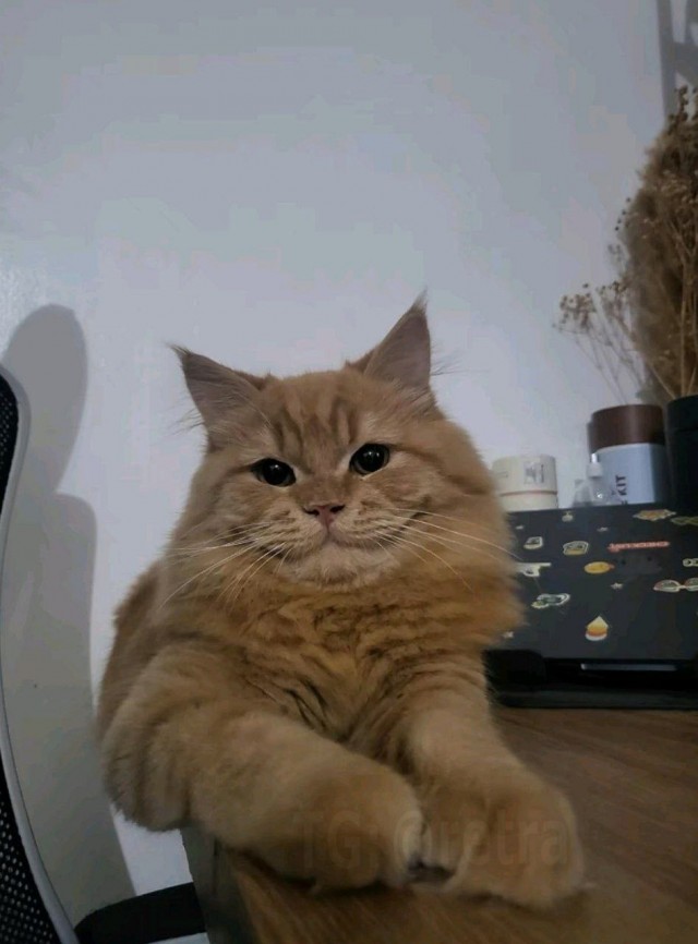 Чеширский Кот существует